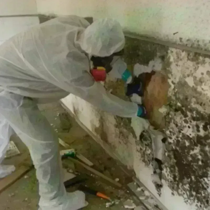 Mold Remediation and Removal in Bellevue, WI